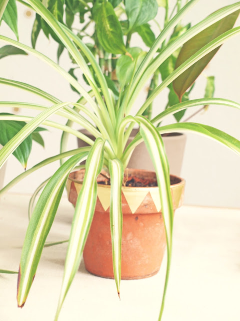 DIY Blumentöpfe gestalten DIY Blumentöpfe gestalten
