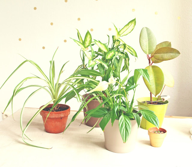 DIY Blumentöpfe gestalten DIY Blumentöpfe gestalten