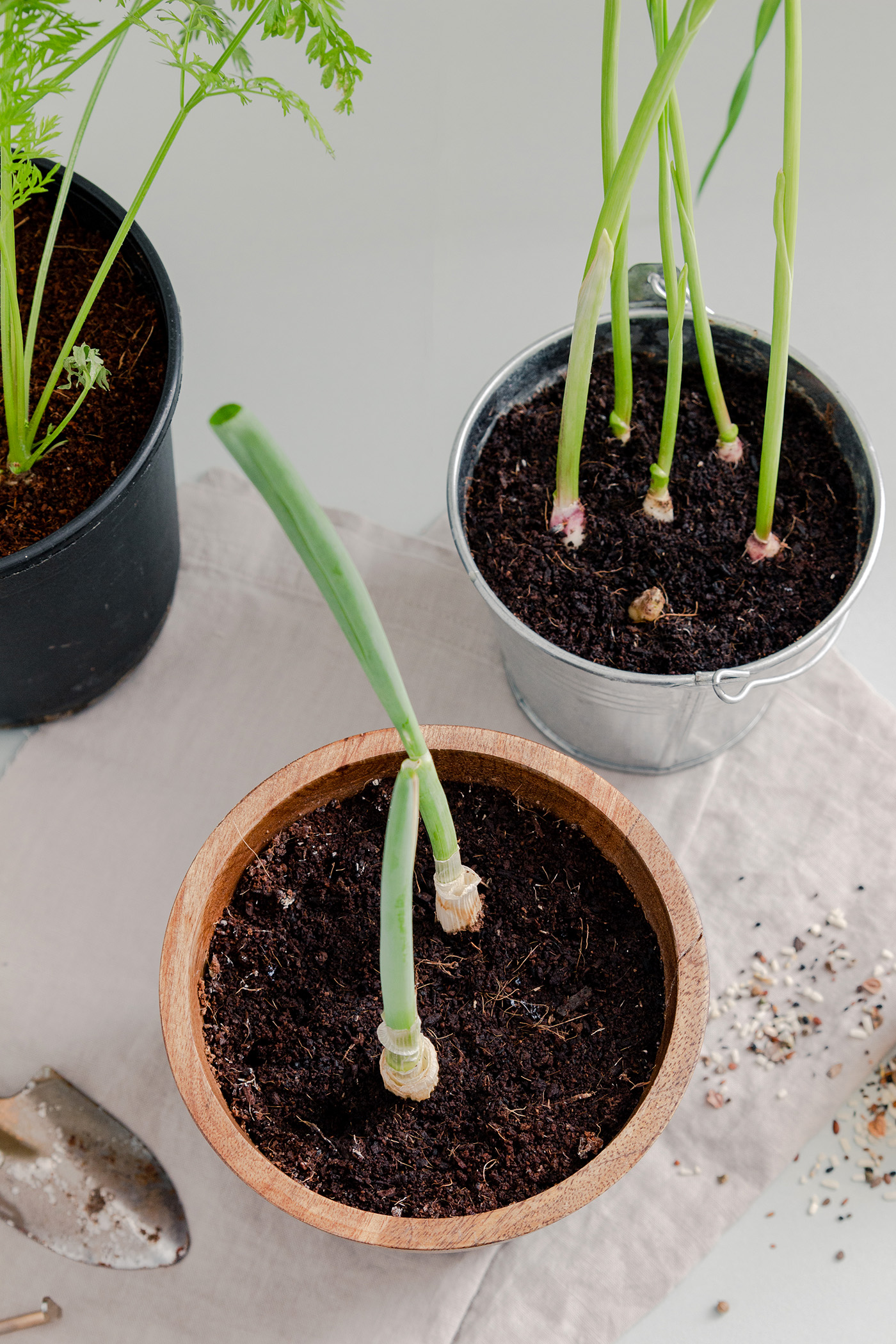 Frau Liebling - DIY Blog - Deko, Geschenke, Lettering, Nachhaltigkeit - Regrowing: Gemüse nachwachsen lassen